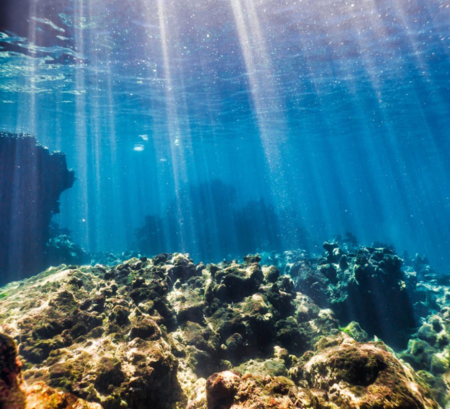 coral